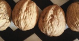 Do sprzedania posiadam ORZECHY WŁOSKIE EKOLOGICZNE z przydomowego ogródku