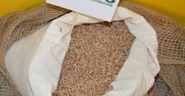 100t przenżyto ozime na wysiew teraz! odmiana Fredro 650zł/tona