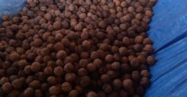 Witam mam na sprzedaz okolo 100 kilo orzecha wloskiego