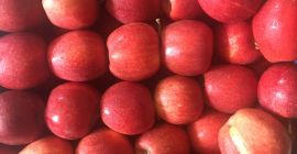 Oferujemy państwu Gala Schniga w ilościach hurtowych, od 65+