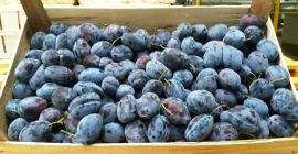 Sprzedam twardą bardzo ładną śliwkę prezydent. Kaliber 40+ opakowanie