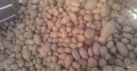 Sprzedam ziemniaki z certyfikatem GLOBAL G.A.P. odmiany jadalne i