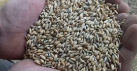 witam sprzedam okolo 9 ton pszenzyta paszowego z niewielką