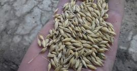 sprzedam okolo 5 ton jeczmienia ozimego