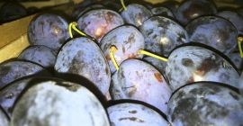 Sprzedam bardzo ładną śliwkę prezydent, stanley, węgierkę.