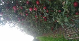 Sprzedam piękny Jongored Supra (ok. 50 t.) i Najdared