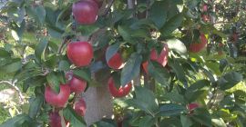 Witam Sprzedam Glostera , Jonagoreda Suprę w skrzynie kupującego