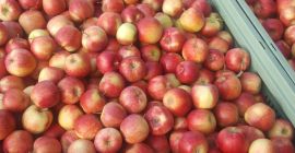 Witam Sprzedam Jonagoreda Suprę w skrzynie kupującego lub karton