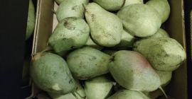 Sprzedam gruszkę przemysłową, lukasówka, odbiór w Grójcu,