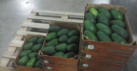 Esta variedad de Palta presenta de tamaño mediano, oscila
