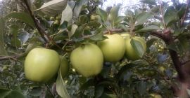 Sprzedam jabłko GOLDEN DELICIOUS z młodego sadu. Opryskany preparatem