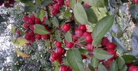 Po 25 października na sprzedaż rajskie jabłuszka na przetwory.