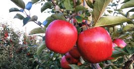 Sprzedam jonagored, dekosta w skrzyniopaletach.