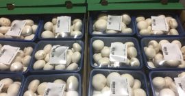 Sprzedam pieczarki luz i pieczarki pakowana , opakowanie do