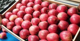 Sprzedam gale schnige, posiadamy również inne rodzaje gali paskowanej.