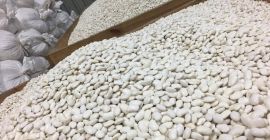 Witam sprzedam TIROWE ilości fasoli jaś karłowy około 180