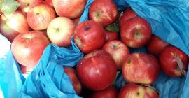 Kupię jabłko ekologiczne, jabłko bez pozostałości. Kupię dowolną odmianę