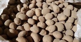 ŻÓŁTE I CZERWONE ZIEMNIAKI W ILOŚCIACH TIROWYCH SPRZEDAM. BARDZO