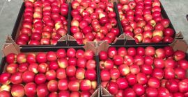 Sprzedam jabłka idared, sprzedam bezpośrednio od producenta jabłko odmiany