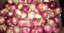 Alwa na sprzedaż od producenta. Producent jabłek sprzeda Alwę