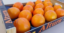 Duży producent sprzedaje owoce persimmon. Owoce bardzo dobrej jakości.