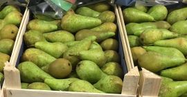 Pear Conference wszystkie kalibry od 55+ do 75+. Pierwsza