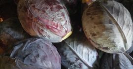 Sprzedam kapustę czerwoną kaliber od 1kg do 5kg przewaga