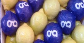 Cytryna I Klasa, eksport z Hiszpanii, ładna, świeża. Rozmiar