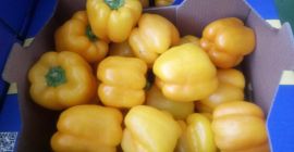 Sprzedam paprykę żółtą , import z Hiszpanii, klasa standard,