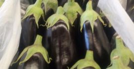 Sprzedam bakłażan, import z Hiszpanii, 1 klasa, rozmiar M,