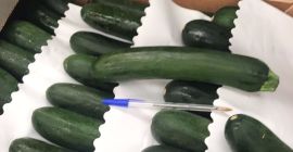 Sprzedam cukinię, import z Hiszpanii, ładna, świeża, G21/28, karton