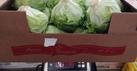 Sprzedam sałatę lodową przemysłową. Bardzo atrakcyjna cena. Pakowana w