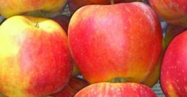 Sprzedam jabłka Szampion / Champion ok. 20t. 7cm+ Warunki