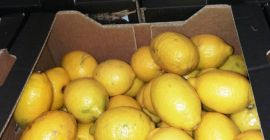 Sprzedam cytrynę, II klasa, import z Hiszpanii, wada skórki,
