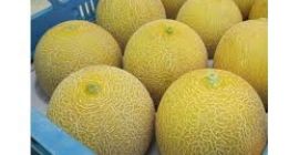 Sprzedam melony - kantalupa - import z Brazylii. Opakowanie