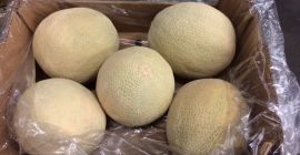 Sprzedam Melon - Caribbean gold - w kartonach 15
