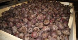 Sprzedam buraka ćwikłowego, kaliber do uzgodnienia. Możliwość zapakowania w