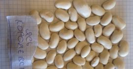 Sprzedam fasolę Są 5 gatunków: Jas zwyczajny 105-110/100 gram