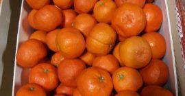 Sprzedam mandarynki, II klasa, import z Hiszpanii, karton 10