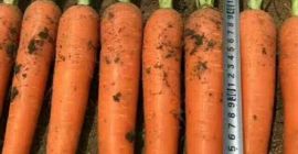 długość około 20 cm.