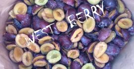 West Berry - Sprzedamy mrożoną śliwkę węgierkę (połówki) z