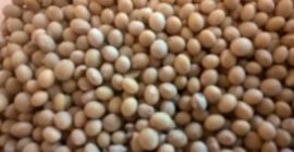 Soja Mavka czyszczona zbiór 2017. Pakowana po 50 kg.