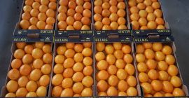 Dzień dobry, proponujemy cytrusy z Grecji bezpośrednio od producenta.