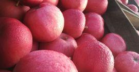 Sprzedam jabłko odmiany idared 40 ton, ligol 10 ton,