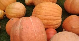 Słodkie dynie z uprawy ekologicznej. Różne rozmiary. Od 10