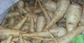 Sprzedam pietruszkę przemysłową, niekalibrowana, myta, opakowanie: big bag.