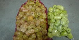 Sprzedam Paprykę białą typ blok (I klasa, kaliber 6-7)