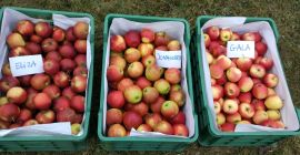 Sprzedam !!!! JABŁKA JONAGORED +7 około 20-30 ton i