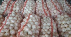 Na bieżąco oferujemy obrane cebule z Ukrainy. Wysoka jakość.