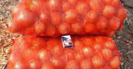 Sprzedam cebule 5+. Duża dostępność 2000 t. sucha, zdrowa,